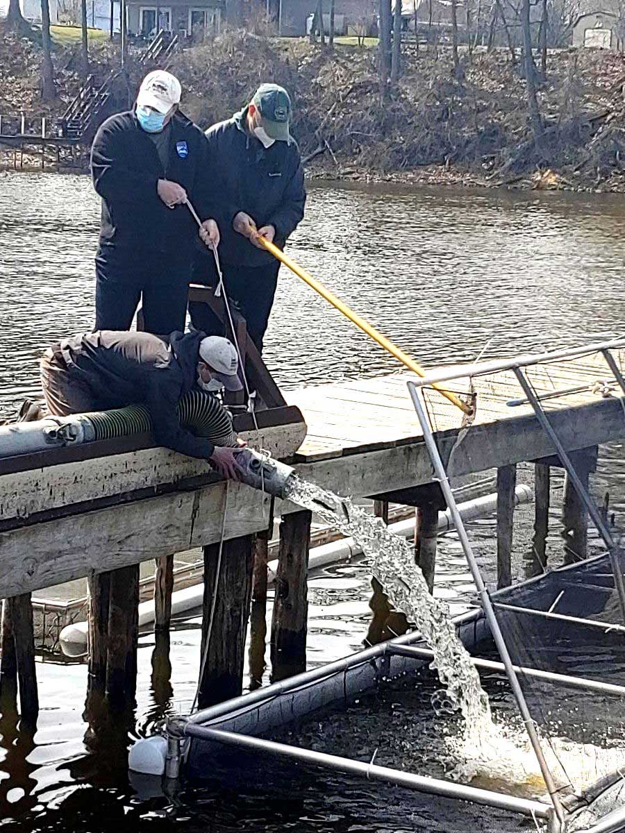 Kings and steelhead stocking in Orleans County