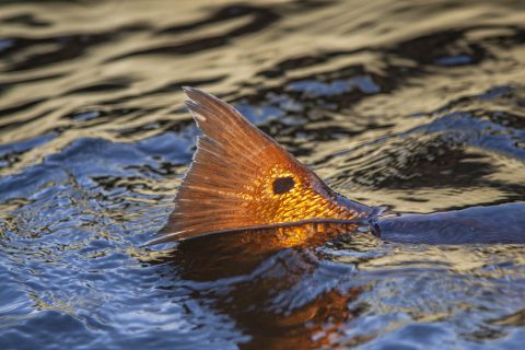 Pharmaceutical Contaminants Discovered in Florida Redfish