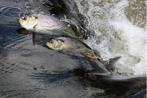 The Plight of Southern New England’s River Herring