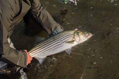 ASMFC Takes Emergency Action to Support Stock Rebuilding for Striped Bass