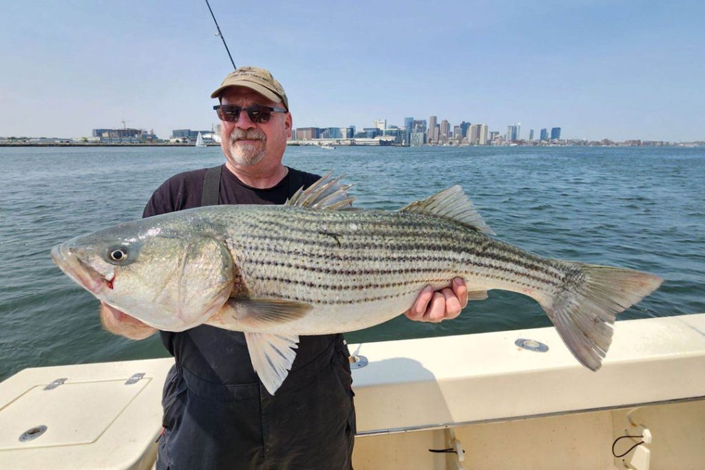 Phillip Devereux Boston Harbor striped bass