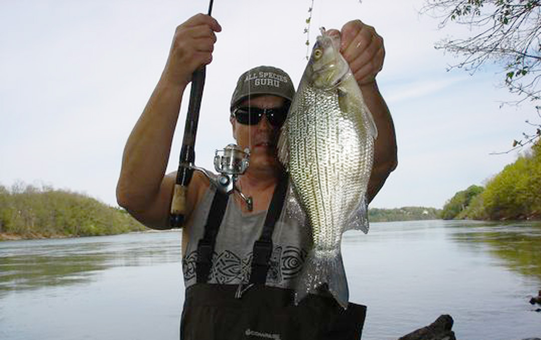 Mike Rzucidlo white bass