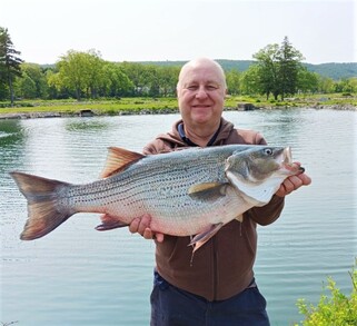 New Jersey: New State Record Hybrid Striped Bass
