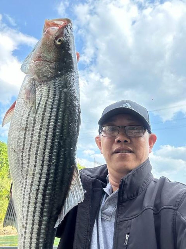 Qui Nguyen striped bass