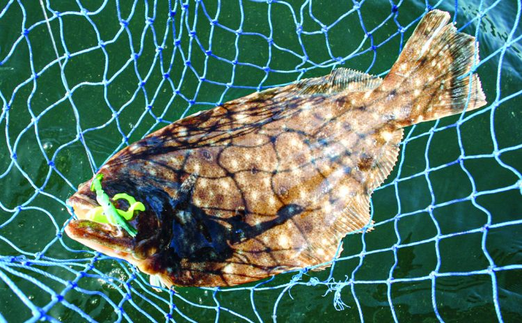 late summer fluke fishing