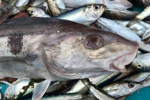 New Rules for Recreational Haddock Anglers Effective August 14