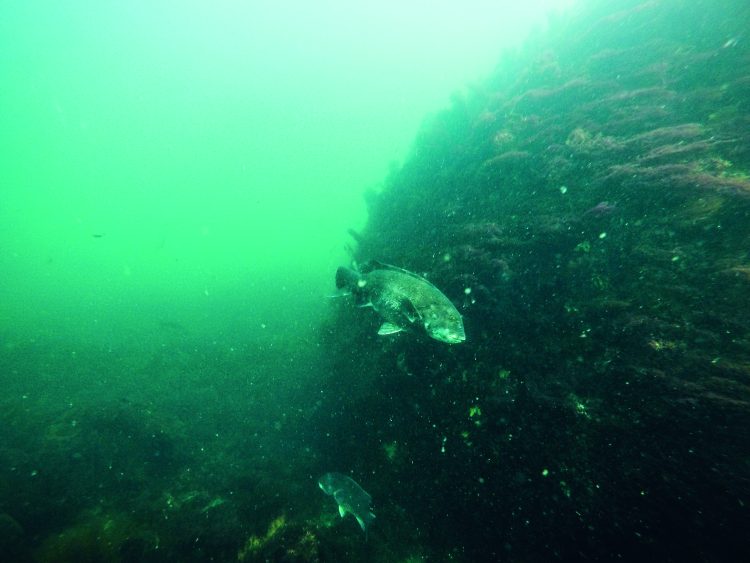 blackfish (tautog) love large boulders