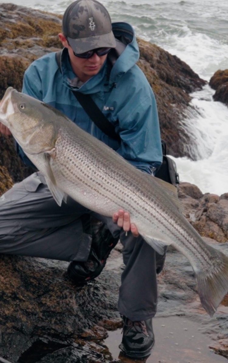 Cape Ann striped bass