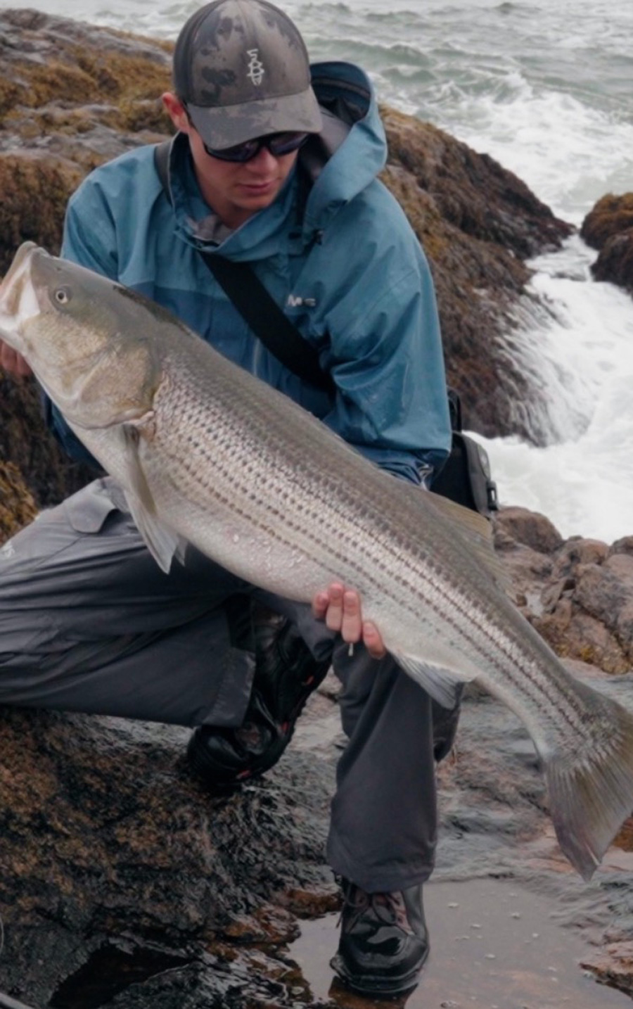 Cape Ann striped bass