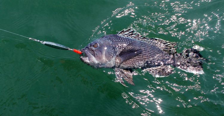 diamond jigs are very productive lures when sea bass are eating sand eels