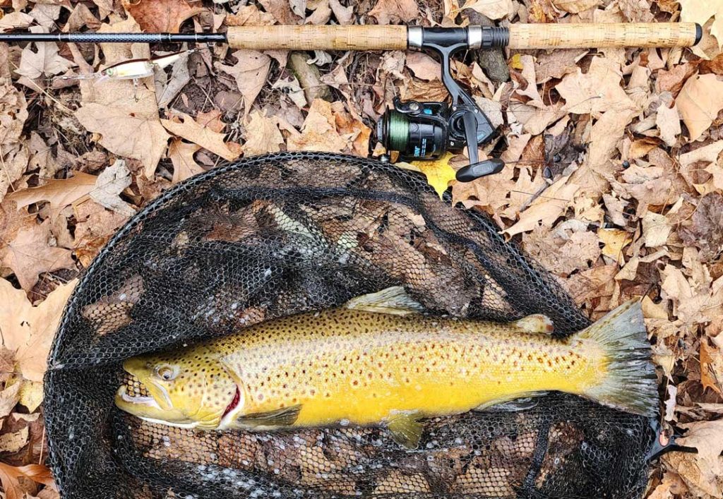 brown trout