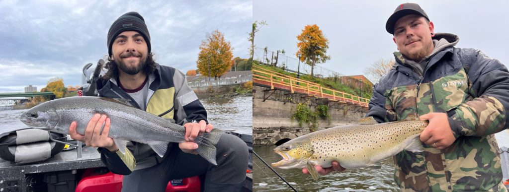 Oswego River steelhead and brown trout