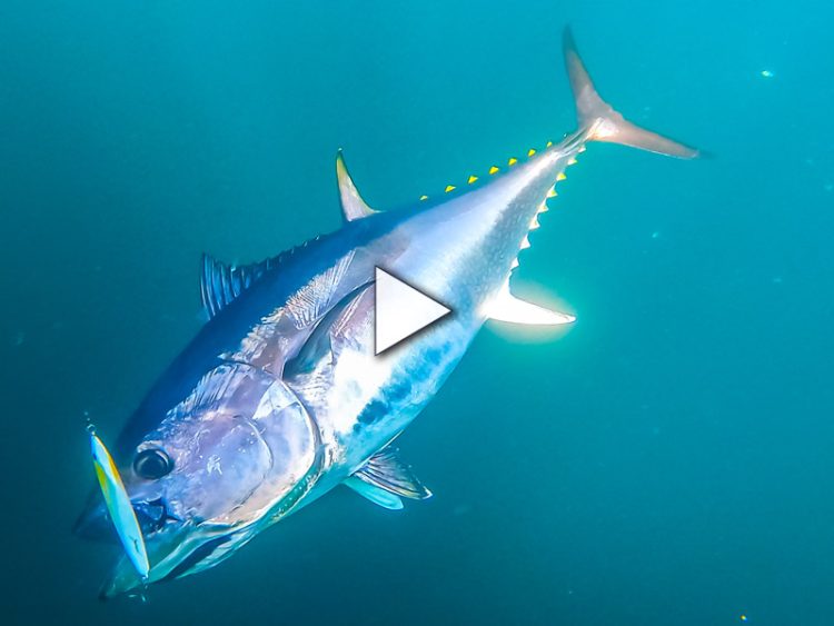 Bluefin on Butterfish
