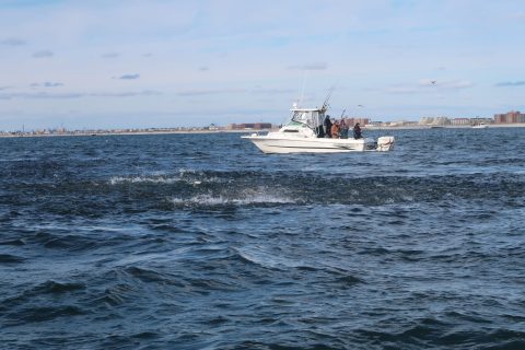 Fall Run Report: Long Island Striper Fishing