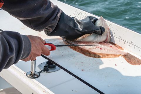 Choosing a fillet knife is like choosing a fishing rod; there are different lengths, flexibilities and blade edges, but no one model does it all.