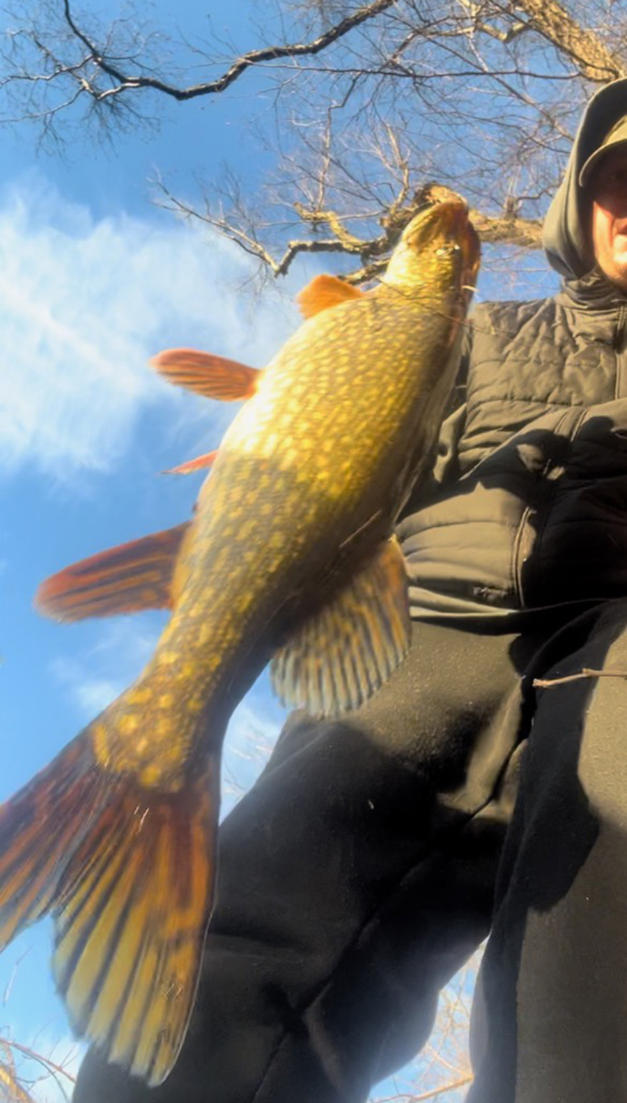 Nick DiPhillipo pike