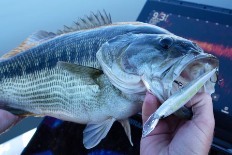 Berkley Fishing Shares New Forward-Facing Sonar Optimized Baits