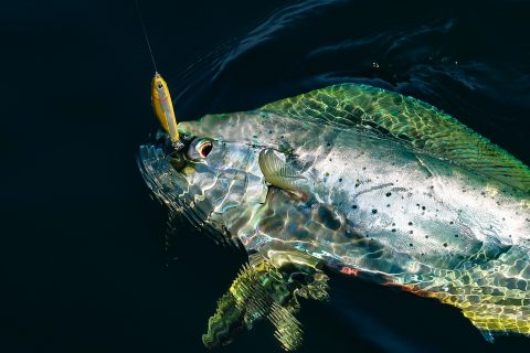 Mahi Fishing Out of New York City