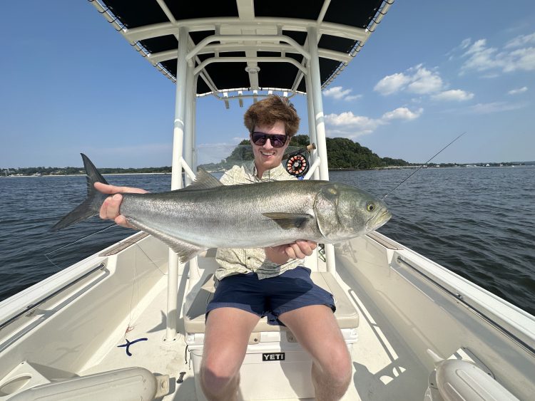 bluefish on bunker