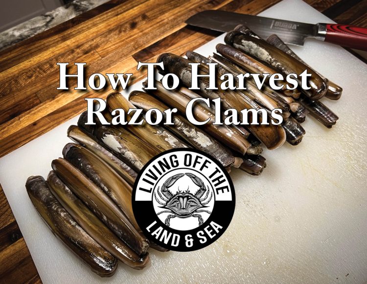 Living Off the Land and Sea - Razor Clams