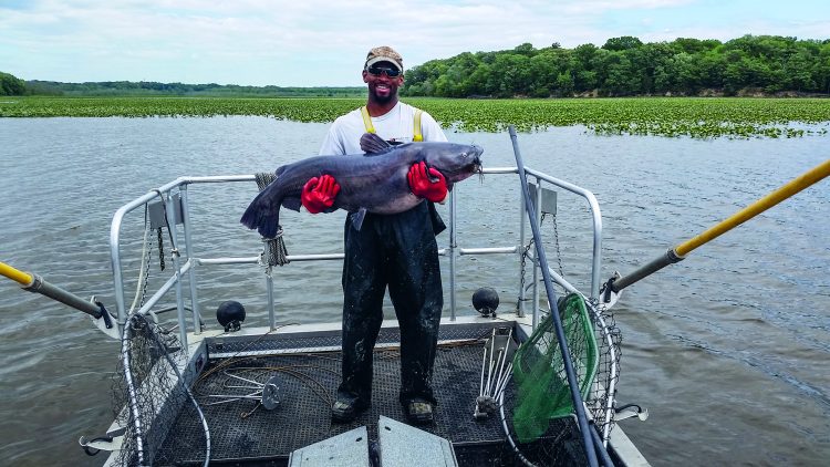 invasive blue catfish