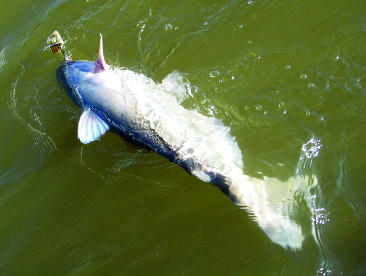 invasive blue catfish 