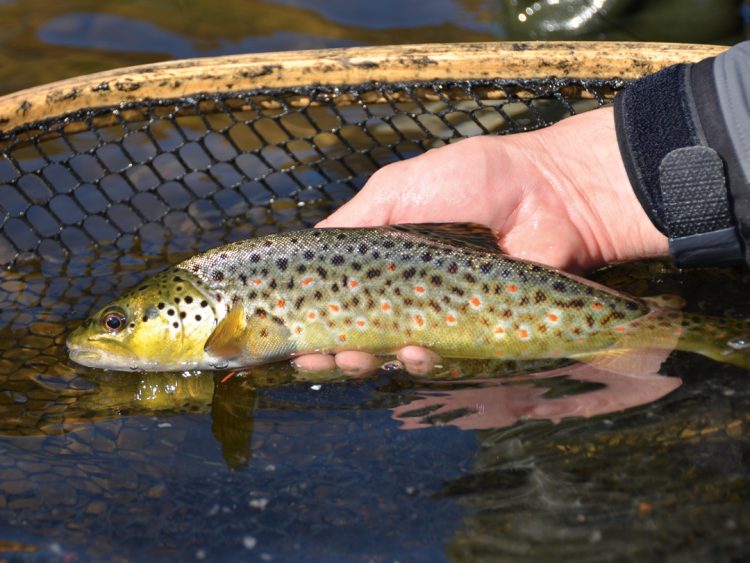 Deerfield River wild brown trout
