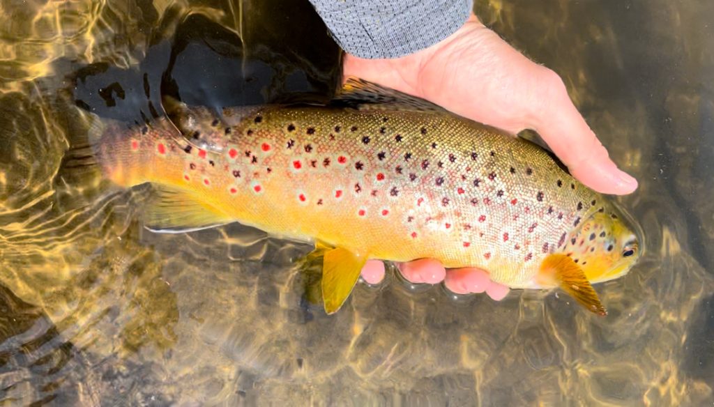 wild brown trout on the Deerfield River
