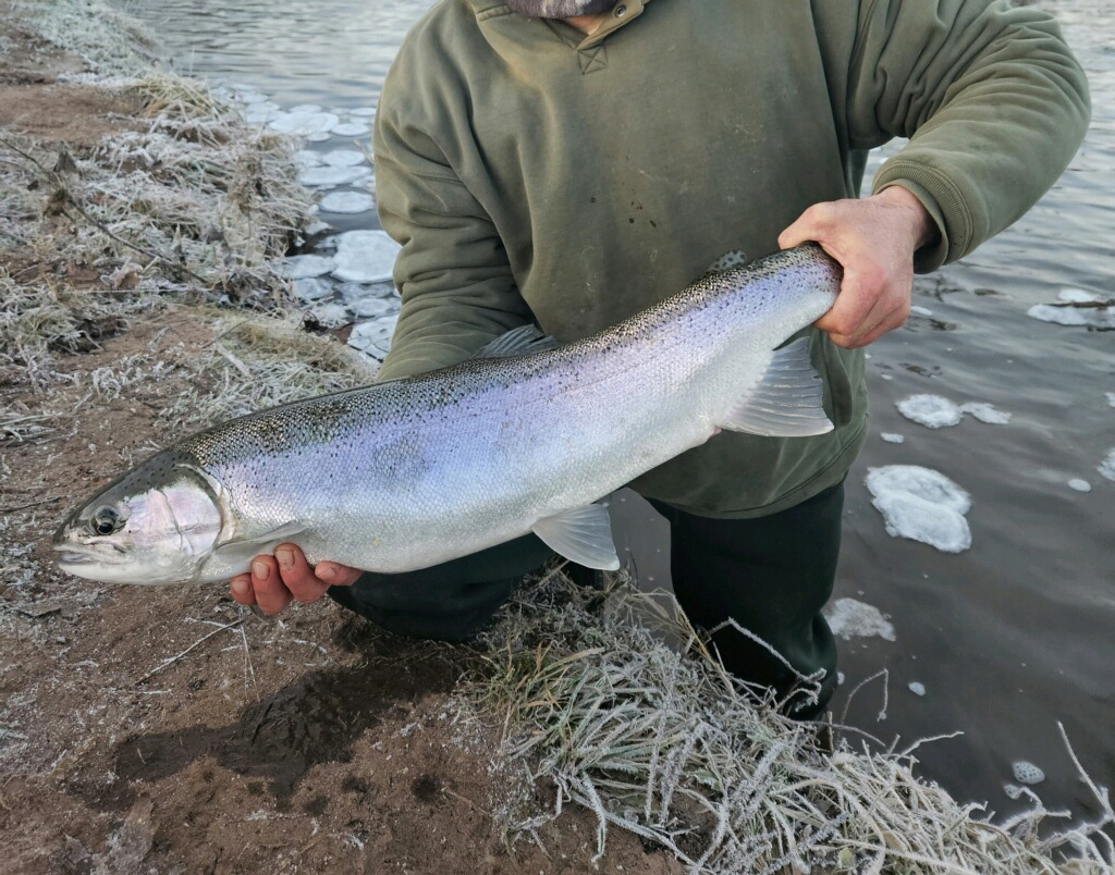 steelhead