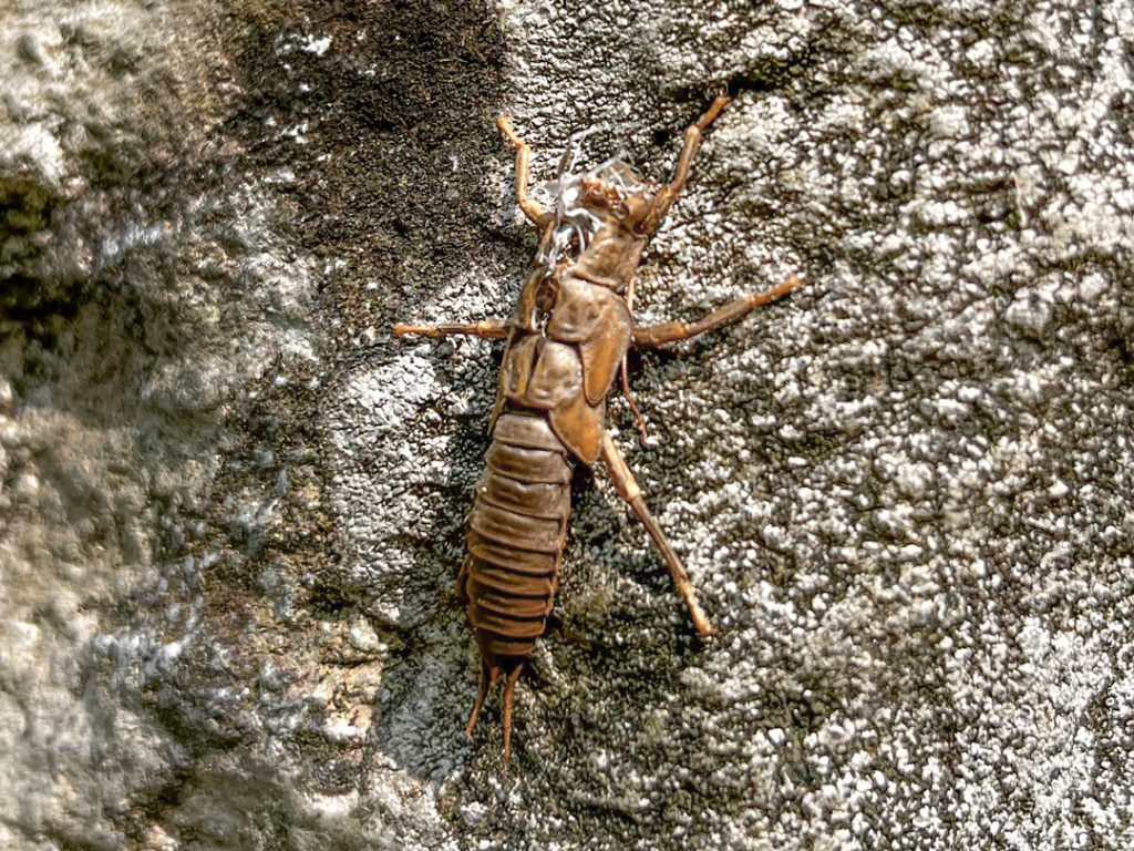 stonefly husk