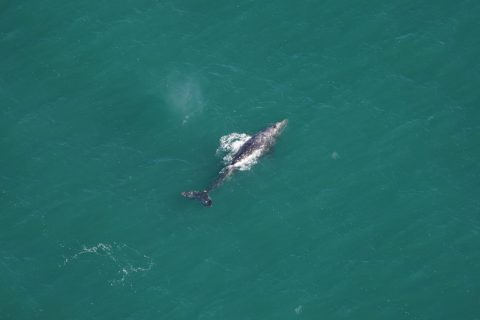 Gray Whale Spotted off Nantucket