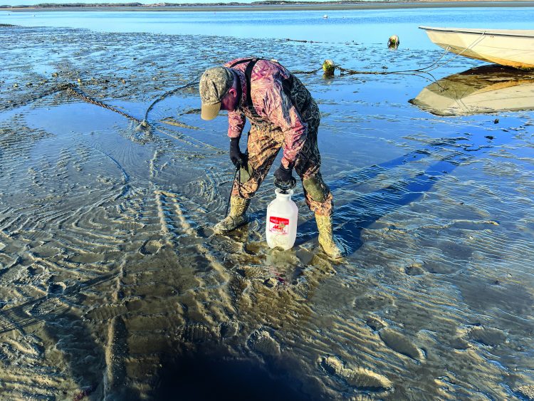 how to harvest razor clams