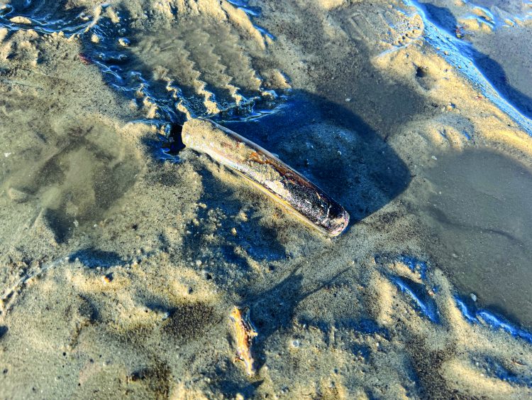 how to harvest razor clams