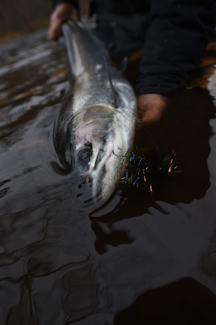 early-spring steelhead