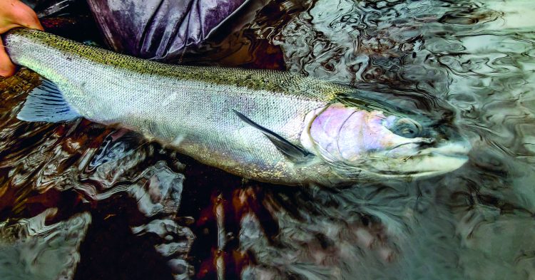 early-spring steelhead