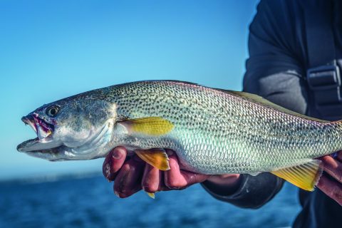 How to Catch Weakfish from Shore