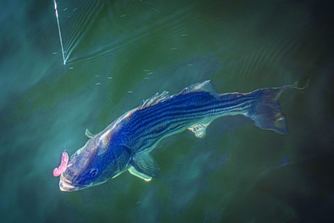 Weightless Soft-Plastics for Backwater Stripers
