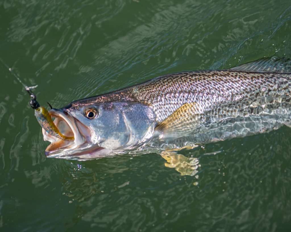 lures for weakfish from shore