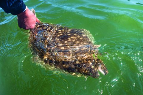 Jigging for Fluke on the Flats