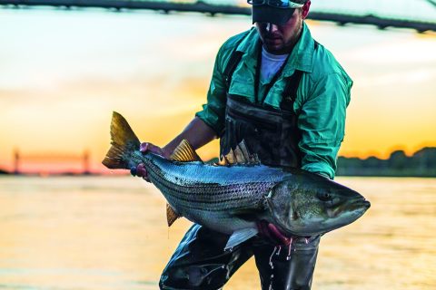 Speak Up on Striped Bass