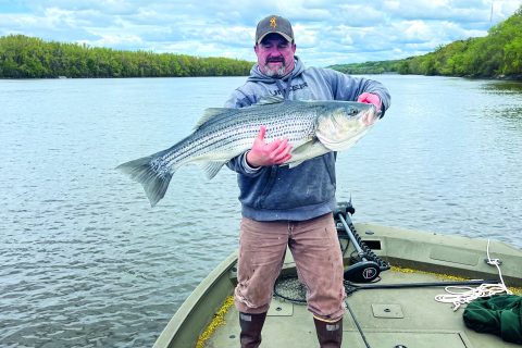 Spring Run Stripers and Herring on the Hudson River