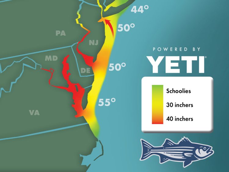 Striper Migration Map