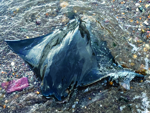 cownose rays on the fly