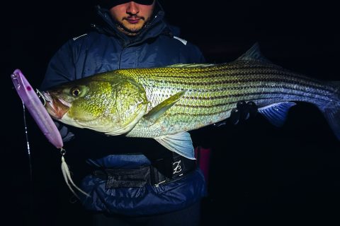 Fishing Darters for Back Bay Stripers