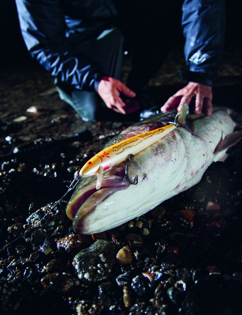 striped bass on the loaded Cotton Cordell red fin
