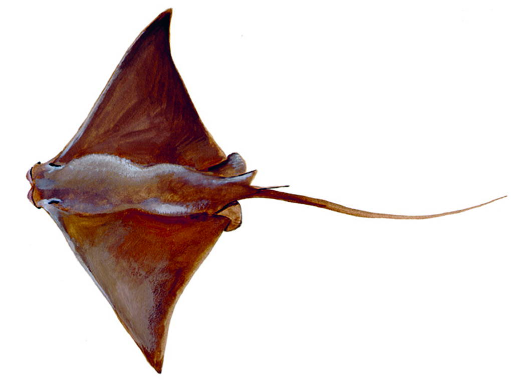 cownose rays on the fly