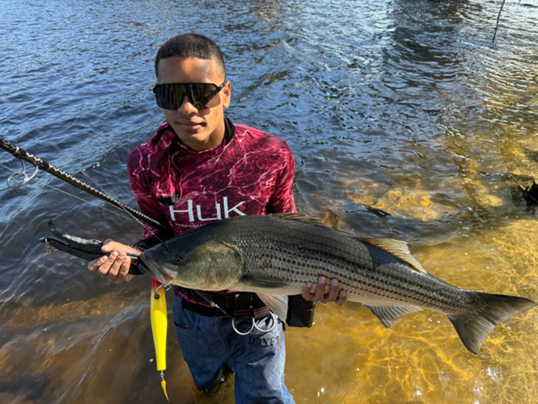 river striper