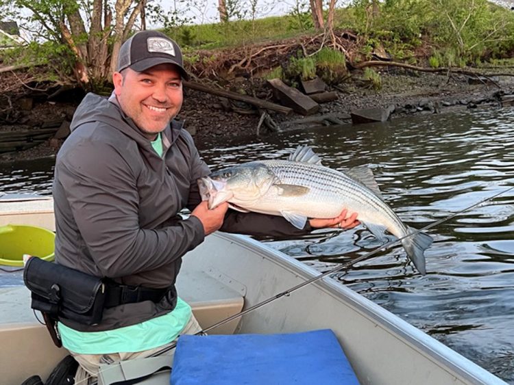 striped bass