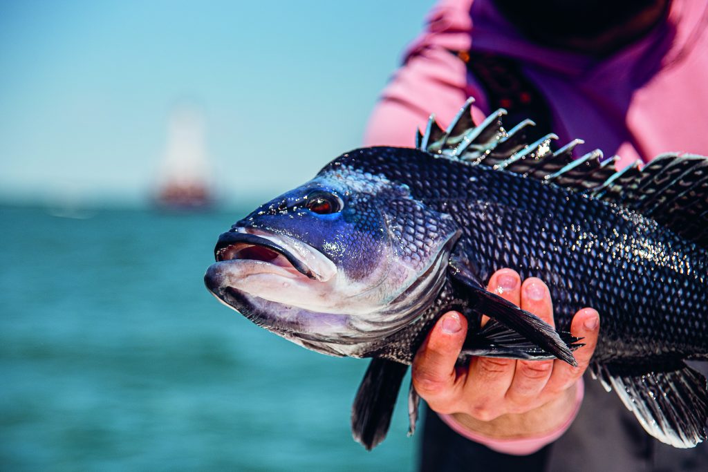 black sea bass in Buzzards Bay