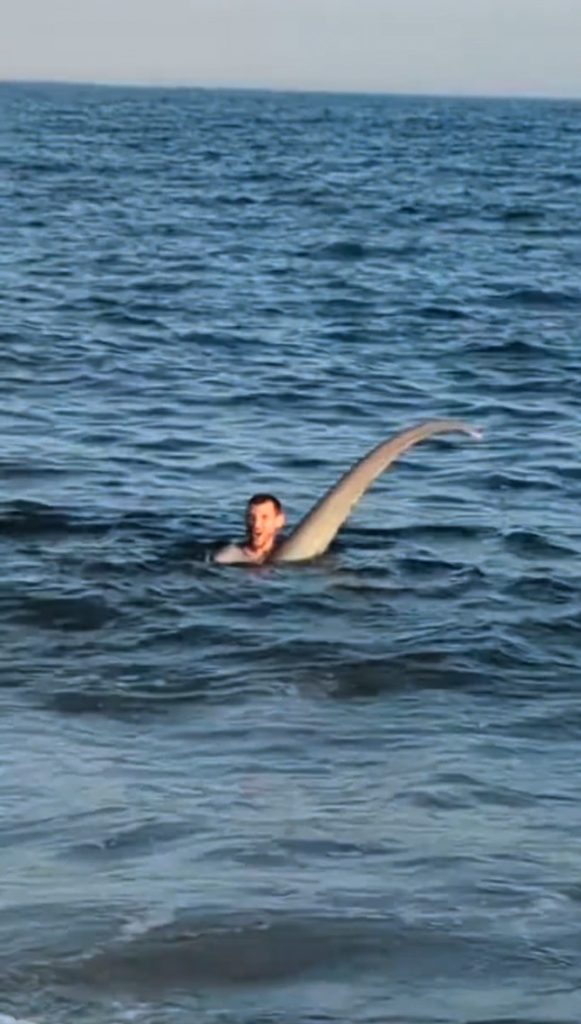 thresher shark in New Jersey